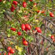 Hagebutten - Rosa canina
