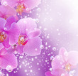 Orchid and bubbles Orchid and bubbles