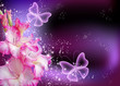 Gladiolus
