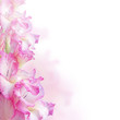 Gladiolus
