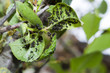 Many aphids