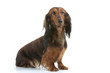 beautiful dachshund inside beautiful dachshund inside