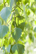 birch leaves birch leaves