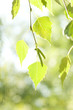 birch leaves birch leaves