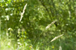 three grass spikes in the forest three grass spikes in the forest