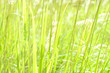 blades of green grass, sunny day blades of green grass, sunny day