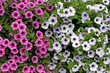 Petunien - Petunia