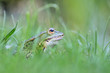 Teichfrosch