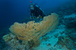 Photo: diver and gorgonia coral diver and gorgonia coral