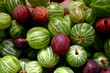 stachelbeeren