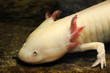Axolotl Axolotl