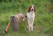 setter sitting next trophies and rifle on grass