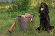 setter sitting next trophies and rifle on grass setter sitting next trophies and rifle on grass