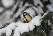 Meise im Winter