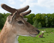 junger Hirsch