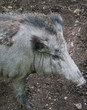 Wildschwein