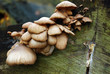 fungi