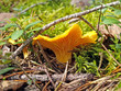 Chanterelle