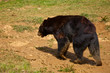 ours baribal