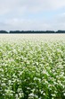 Field with blossoming buckwheat.
