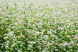 Field with blossoming buckwheat.