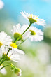 summer meadow with the white flowers