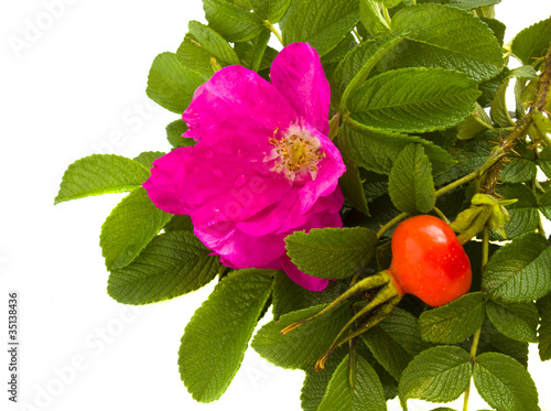 Photo: wild roses border wild roses border
