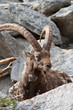 Steinbock