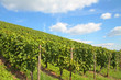 Weinreben