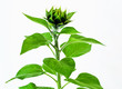 green sunflower bud