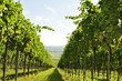 Foto: Weingarten Weingarten