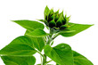 green sunflower