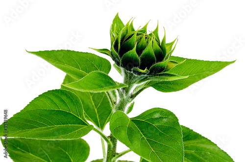 Foto: green sunflower green sunflower