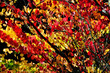 vivid summer leaves