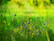 Foto: flowering meadow flowering meadow