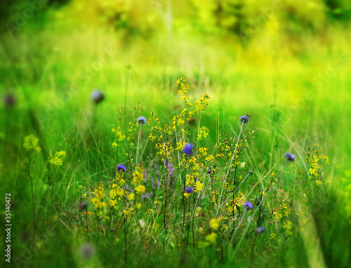 Photo: flowering meadow flowering meadow