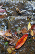 leaves in puddle
