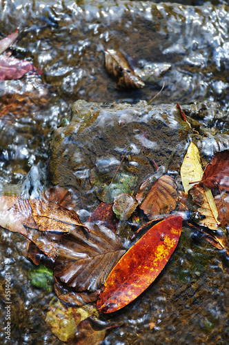 Photo: leaves in puddle leaves in puddle