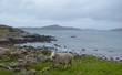 Photo: Schaf Schottland Schaf Schottland