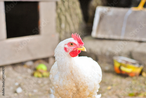 Photo: A hen on a farm A hen on a farm