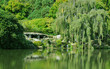 lake greenery