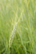 Barley field with beautiful farm scenery in Germany. Barley field with beautiful farm scenery in Germany.