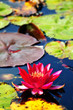 pink water lily
