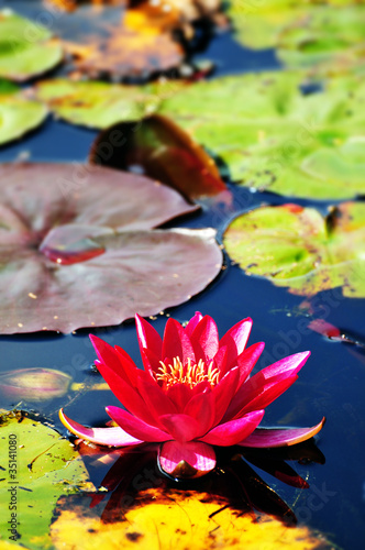 Foto: pink water lily pink water lily