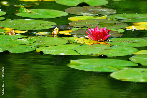 Photo: pink water lily flower pink water lily flower