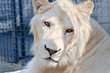 Portrait of beautiful young white lion