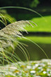 summer pampa feather