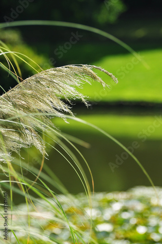 Photo: summer pampa feather summer pampa feather