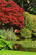 summer pond