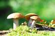 Orange Cap Boletus mushrooms (Leccinum aurantiacum)